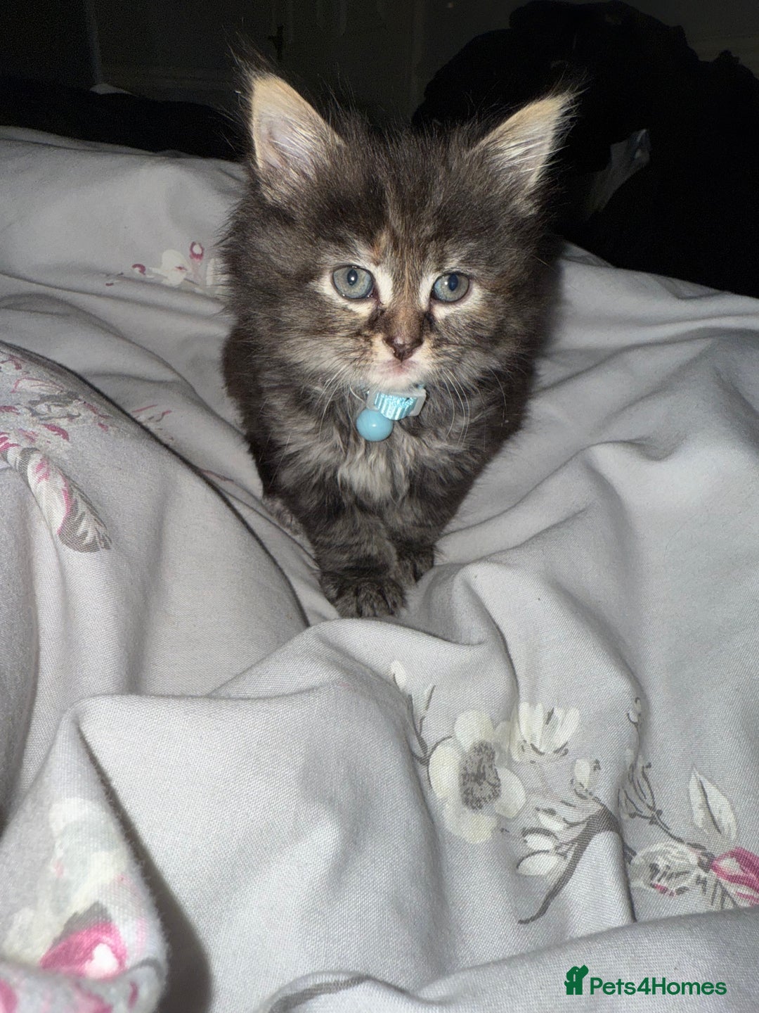 Mixed Breed cats for sale: 3 beautiful maincoon cross kittens  - Image 6