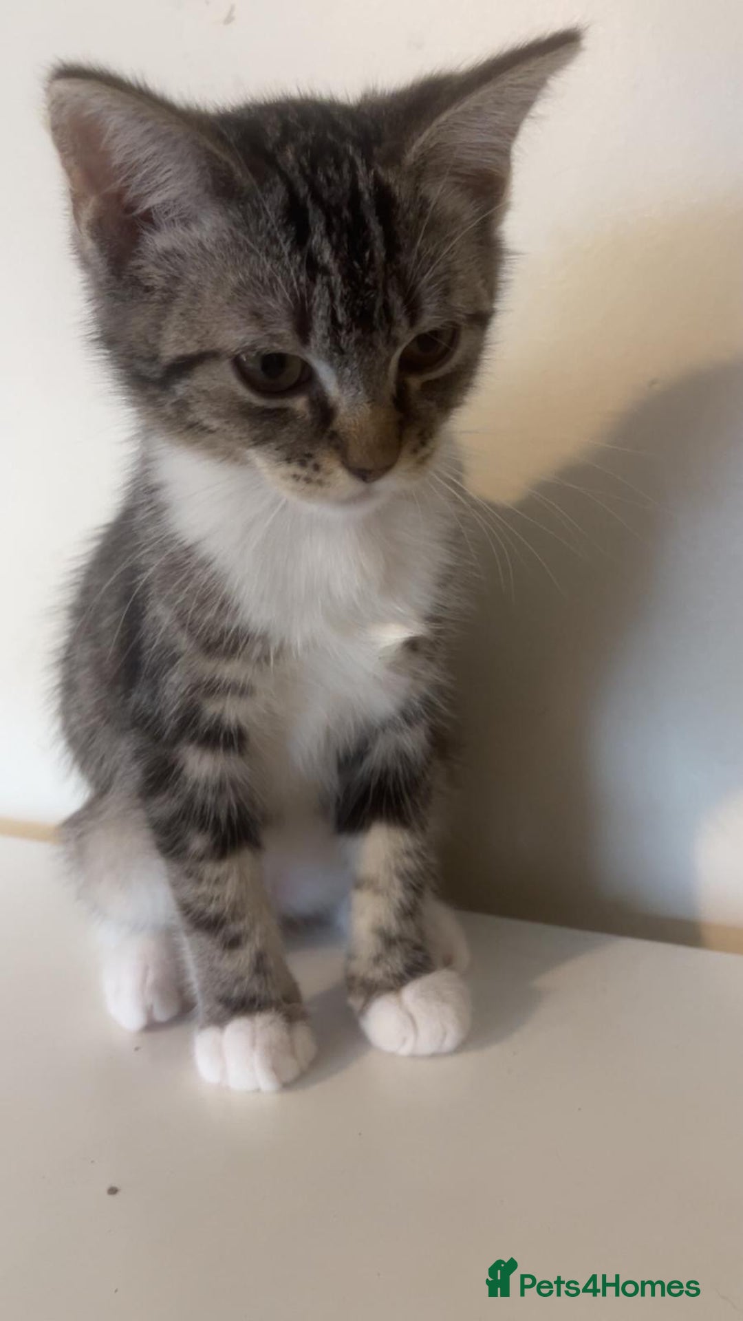 Bengal cats for sale: Bengal x tabby  - Image 5