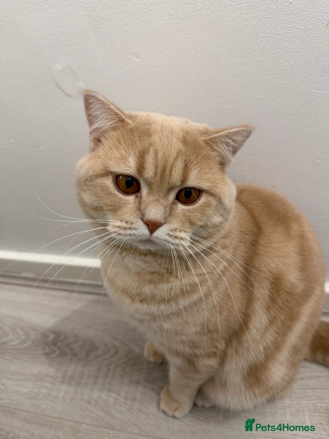 British Shorthair cats for sale: Luna & Leo  - Advert 5