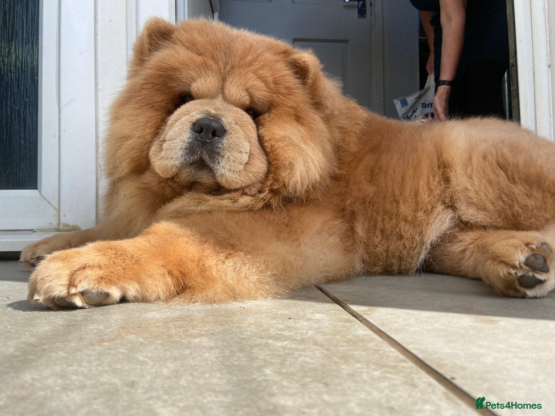Chow Chow dogs for sale: Champion pedigree chow chow puppies in Northampton - Image 15