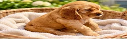 Cocker Spaniel dogs for sale: KC show cocker spaniel puppies Simbawood sire  - Advert 9