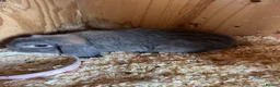 Mini Lop rabbits for sale: Blue opal mini lop - Advert 2