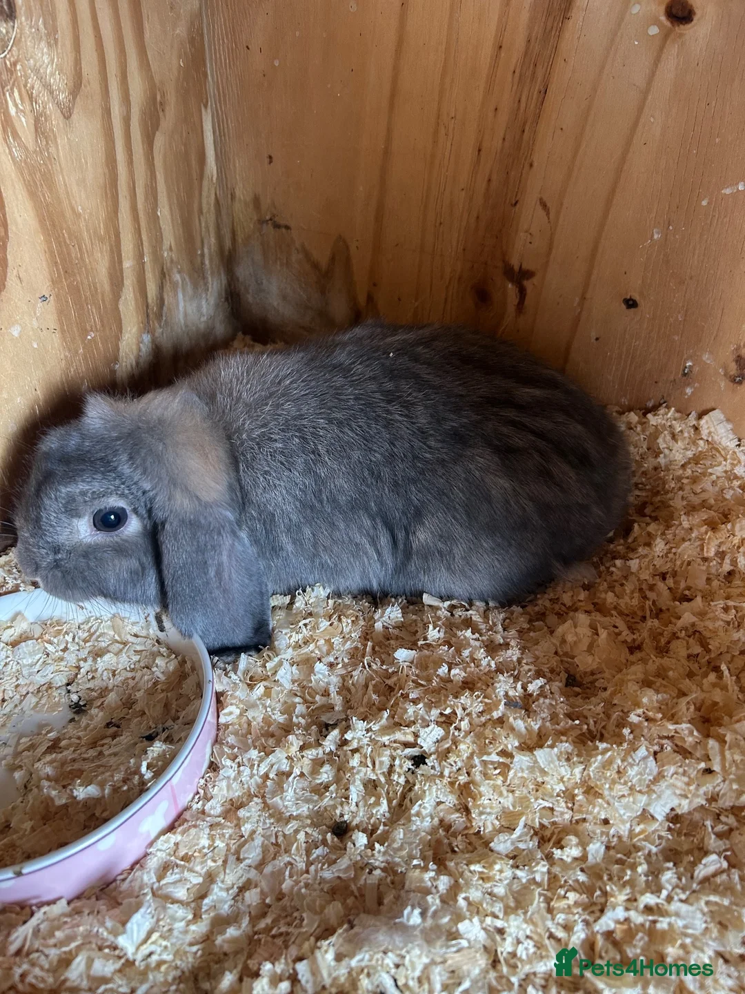 Mini Lop rabbits for sale: Blue opal mini lop - Advert 2