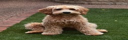 Mixed Breed dogs for sale: Authentic Annetteslabradoodles/Cobberdogs - Advert 26