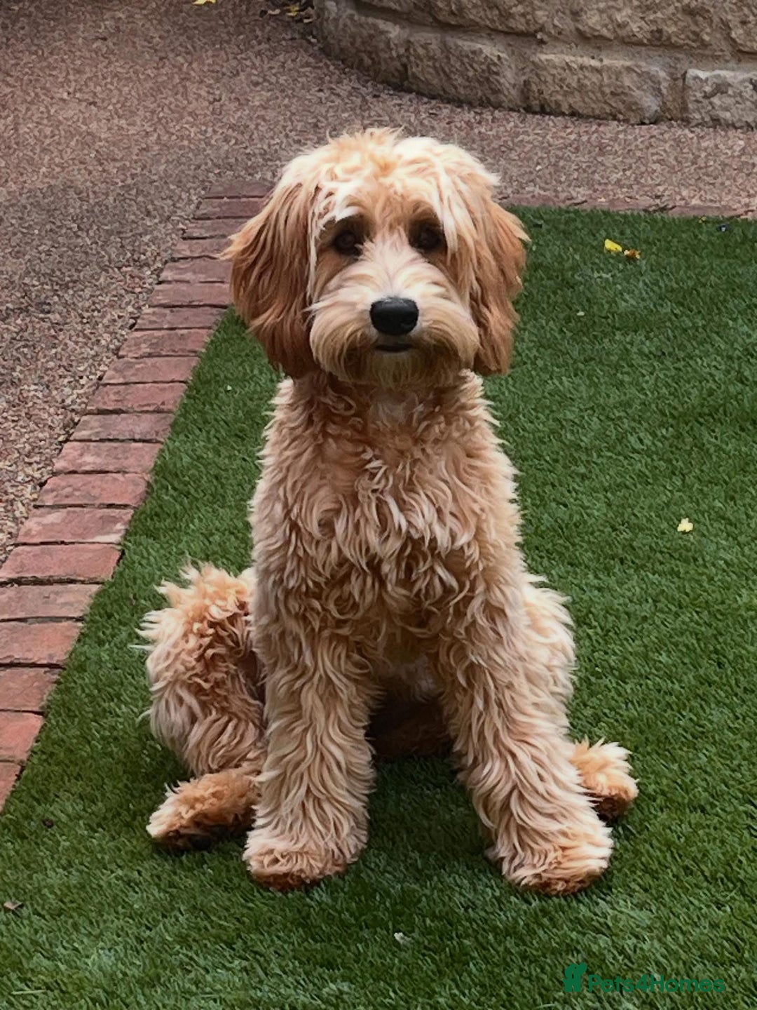 Mixed Breed dogs for sale: Authentic Annetteslabradoodles/Cobberdogs - Advert 26