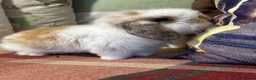 Mini Lop rabbits for sale: Gorgeous mini lop & lion lop babies (vaccinated)  - Advert 6
