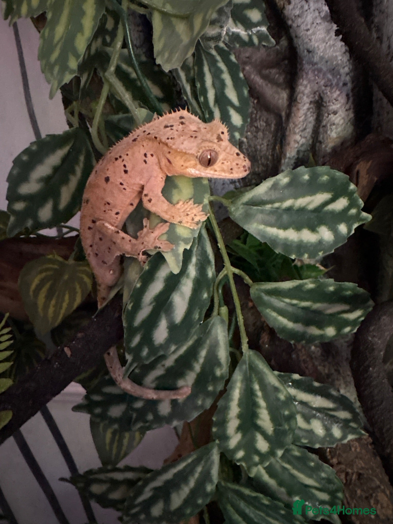 Gecko reptiles Crested Gecko Pair - Advert 1