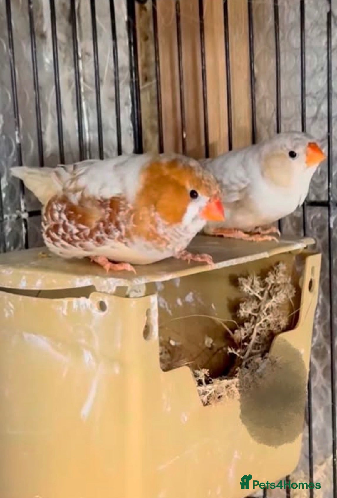 Finches birds Zebra finches  - Advert 1