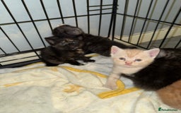 British Shorthair cats for sale: British Shorthair Cross Kittens  - Image 5