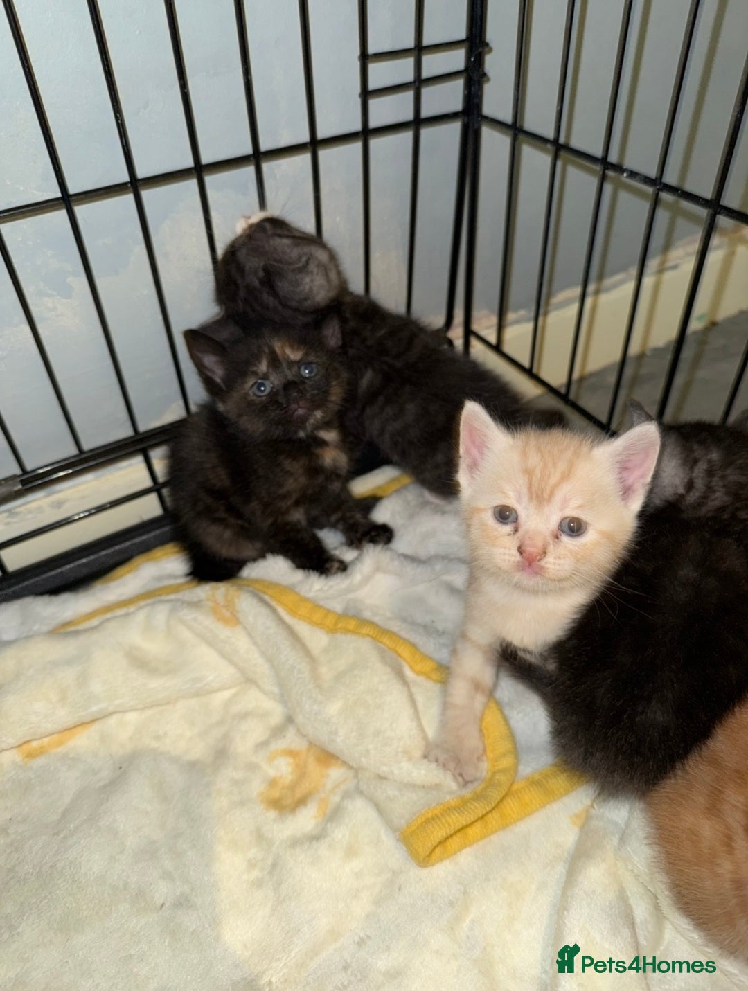 British Shorthair cats for sale: British Shorthair Cross Kittens  - Image 5