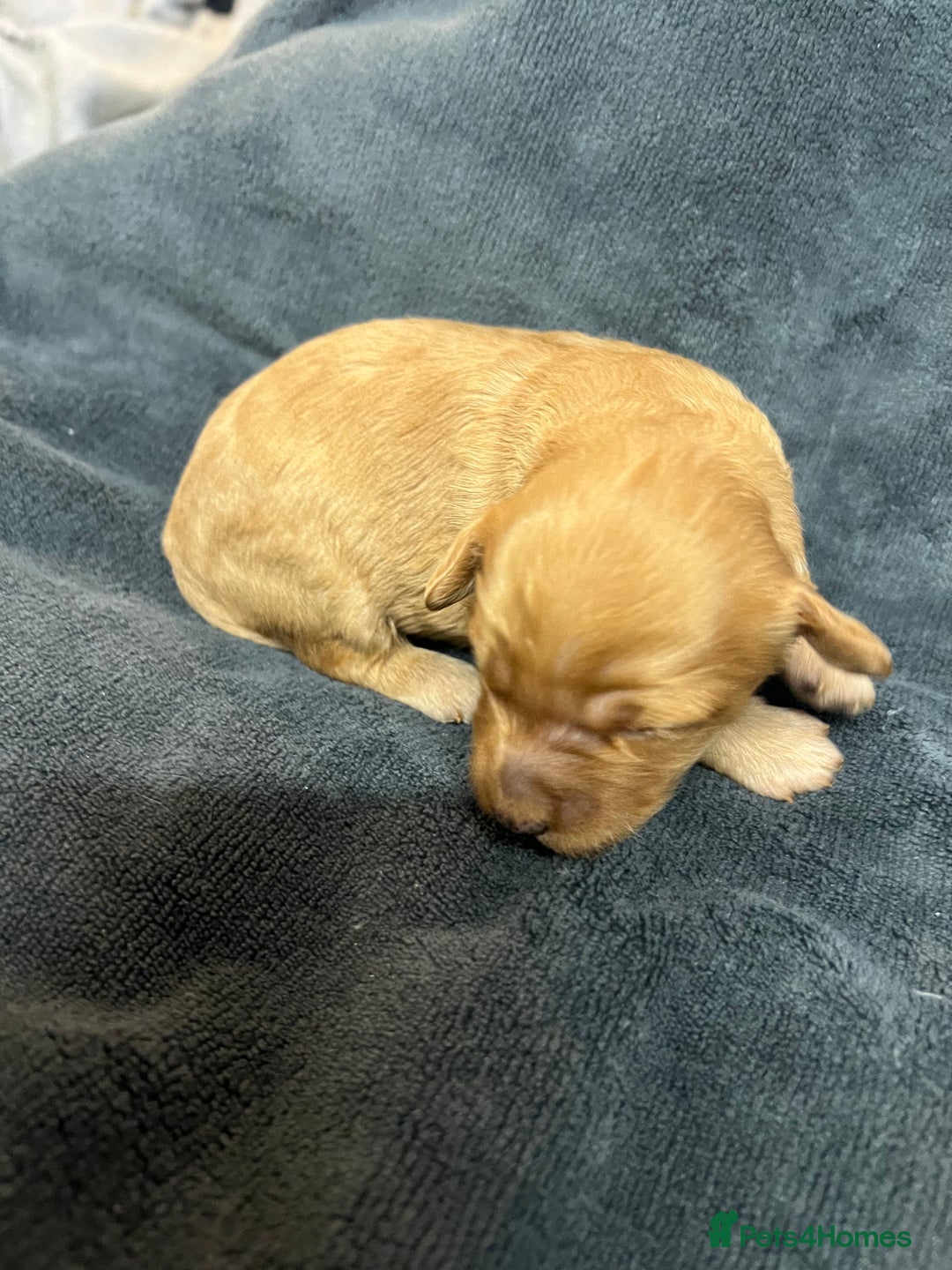 Cockapoo dogs for sale: Stunning F1B Cockapoos - Advert 11