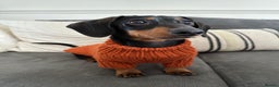 Miniature Dachshund dogs for sale: 3 Year Old Mini Dachshund Keith - Advert 1