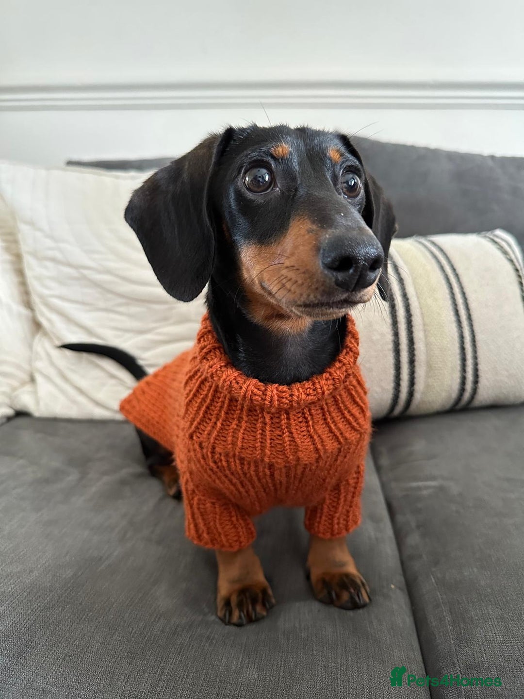 Miniature Dachshund dogs for sale: 3 Year Old Mini Dachshund Keith - Advert 1