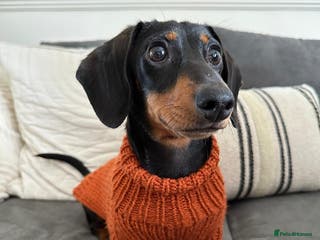 Miniature Dachshund dogs 3 Year Old Mini Dachshund Keith - Advert 1