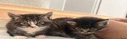 Bombay cats for sale: Beautiful Kittens Ready for Loving Homes - Advert 9