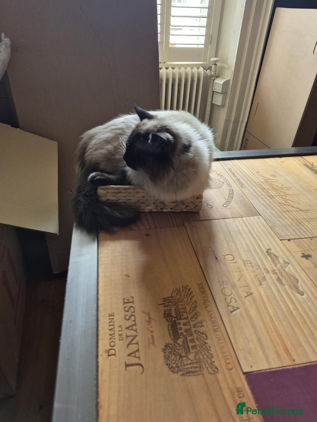 Ragdoll cats for stud: Ragdoll for stud  in Goole - Image 8