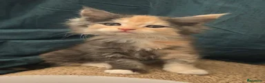 Maine Coon Kitten 4