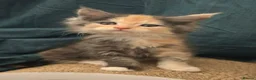 Maine Coon cats for sale: BEAUTIFUL MAINCOON KITTENS  - Advert 9