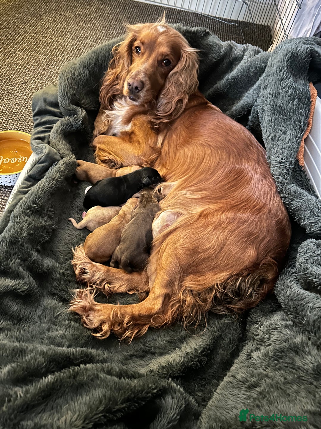 Cocker Spaniel dogs for sale: Cocker spaniel  - Advert 20