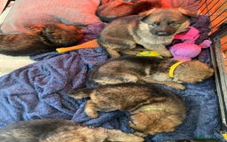 German Shepherd dogs for sale: German shepherd puppies - Stunning - Advert 11