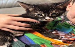 Maine Coon cats for sale: Super friendly fluffy Maine coon X Bengal kittens - Image 5