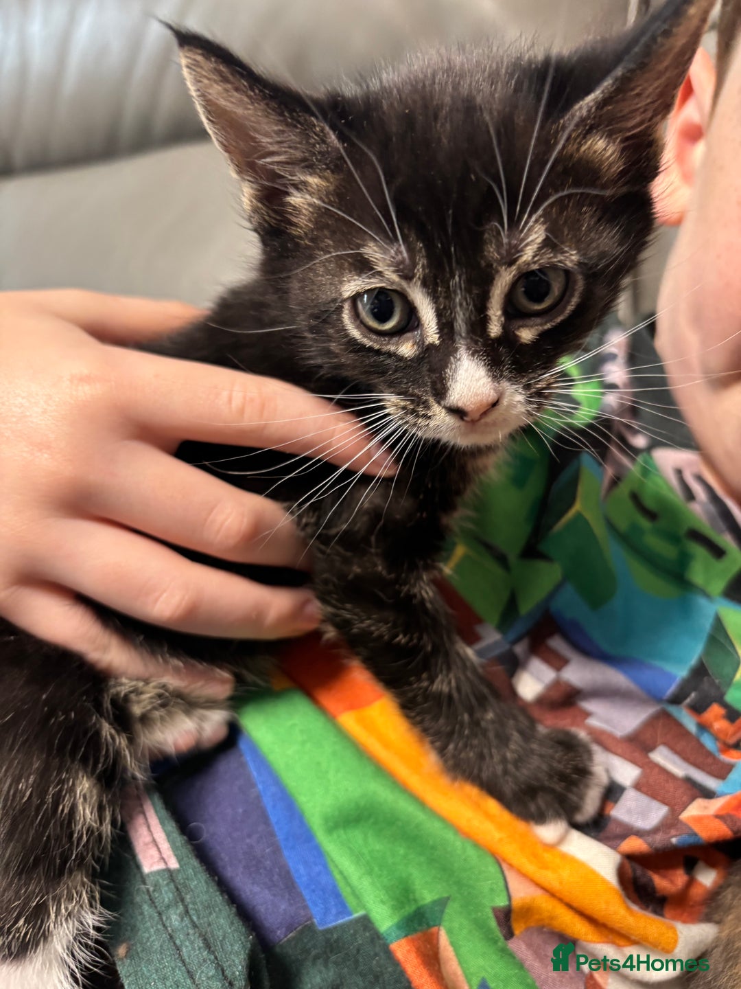 Maine Coon cats for sale: Super friendly fluffy Maine coon X Bengal kittens - Image 5