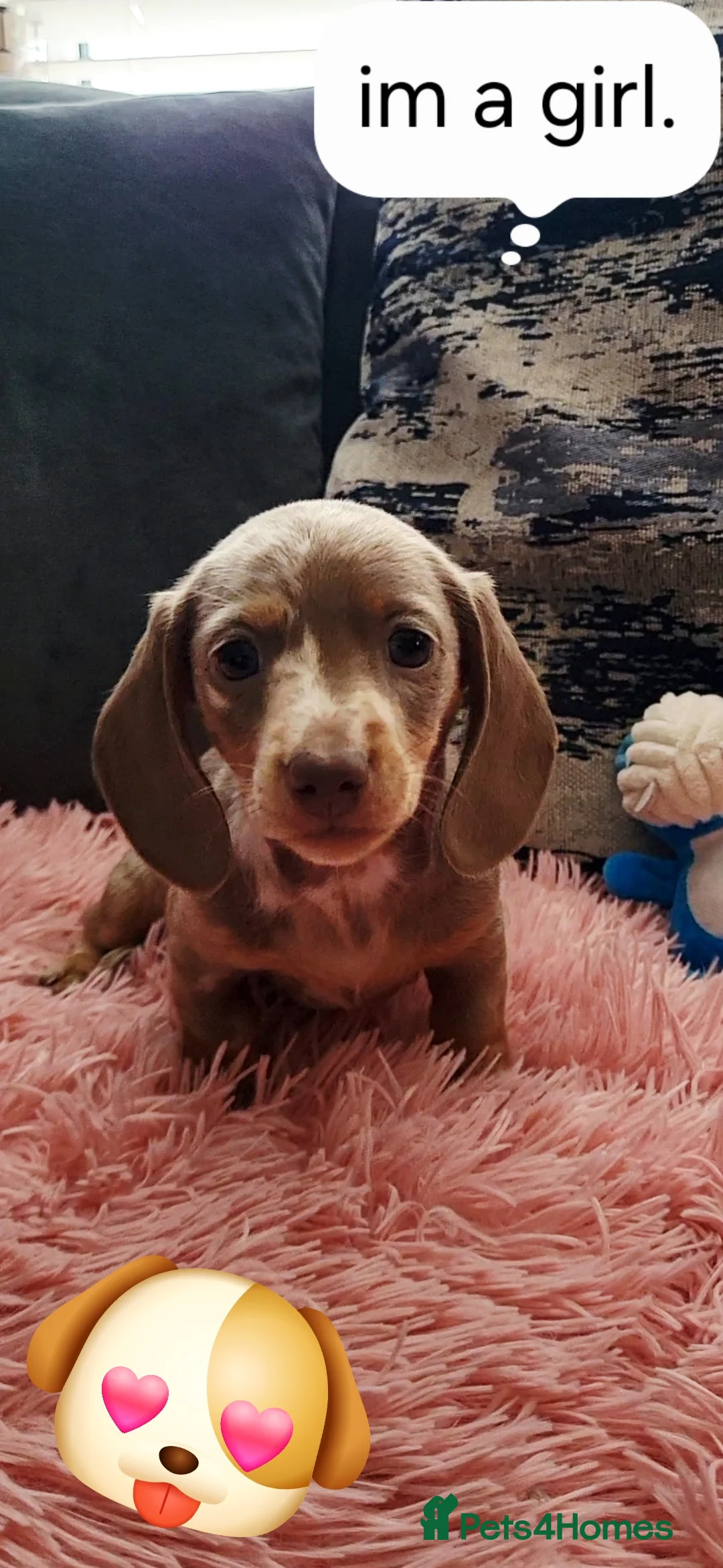 Miniature Dachshund dogs for sale: Minature dachshunds puppies "7 weeks old" - Advert 13