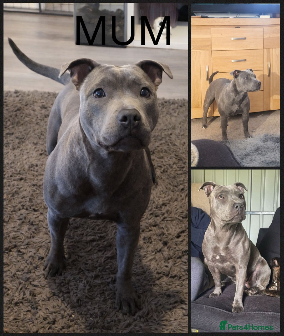 Staffordshire Bull Terrier dogs for sale: Beautiful Staffy Puppies > Ready Now - Advert 3