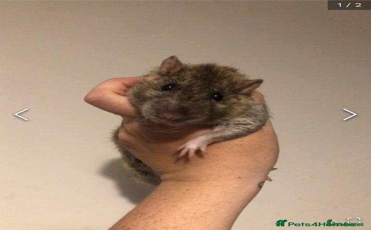 Rat rodents - Advert 1