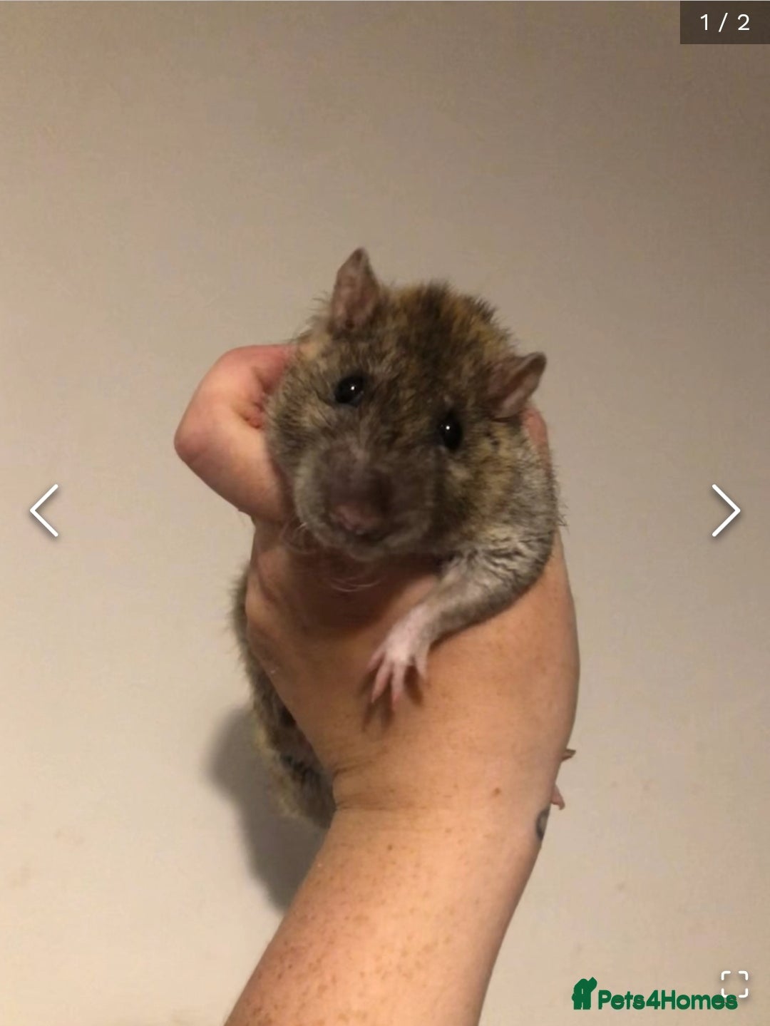 Rat rodents for sale: 2 males - Image 1