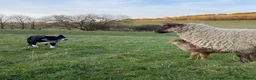Border Collie dogs for stud: ISDS Reg Collie Stud - Advert 5