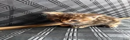 Mixed Breed cats for sale: 3 lovely female kittens  - Advert 9