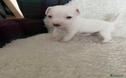 Jack Russell dogs for sale: Quality Parson Jack Russell male puppies - Advert 9