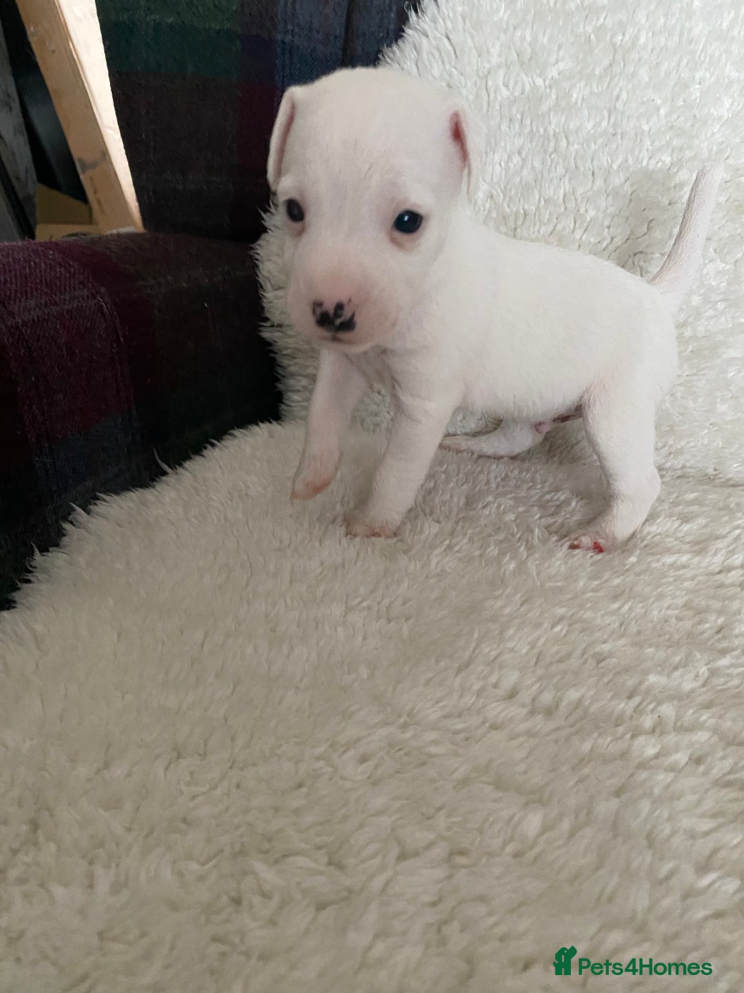 Jack Russell dogs for sale: Quality Parson Jack Russell male puppies - Advert 9