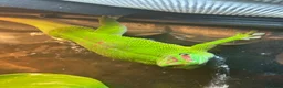 Gecko reptiles for sale: Pair Breeding Giant Madagascan Day Gecko (HighRed) - Advert 2