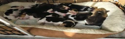 Beagle dogs for sale: Bundles of Beagle Joy Looking for Forever Homes in Epsom - Advert 4