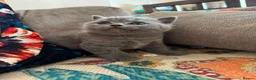 British Shorthair cats for sale: Pedigree British Shorthair Kittens, Excellent Bloo in London - Advert 5