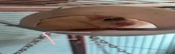 Rat rodents for sale: Baby rats ready to leave now - Advert 7