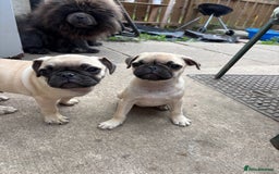 Pug dogs for sale: One pug pup - Image 3