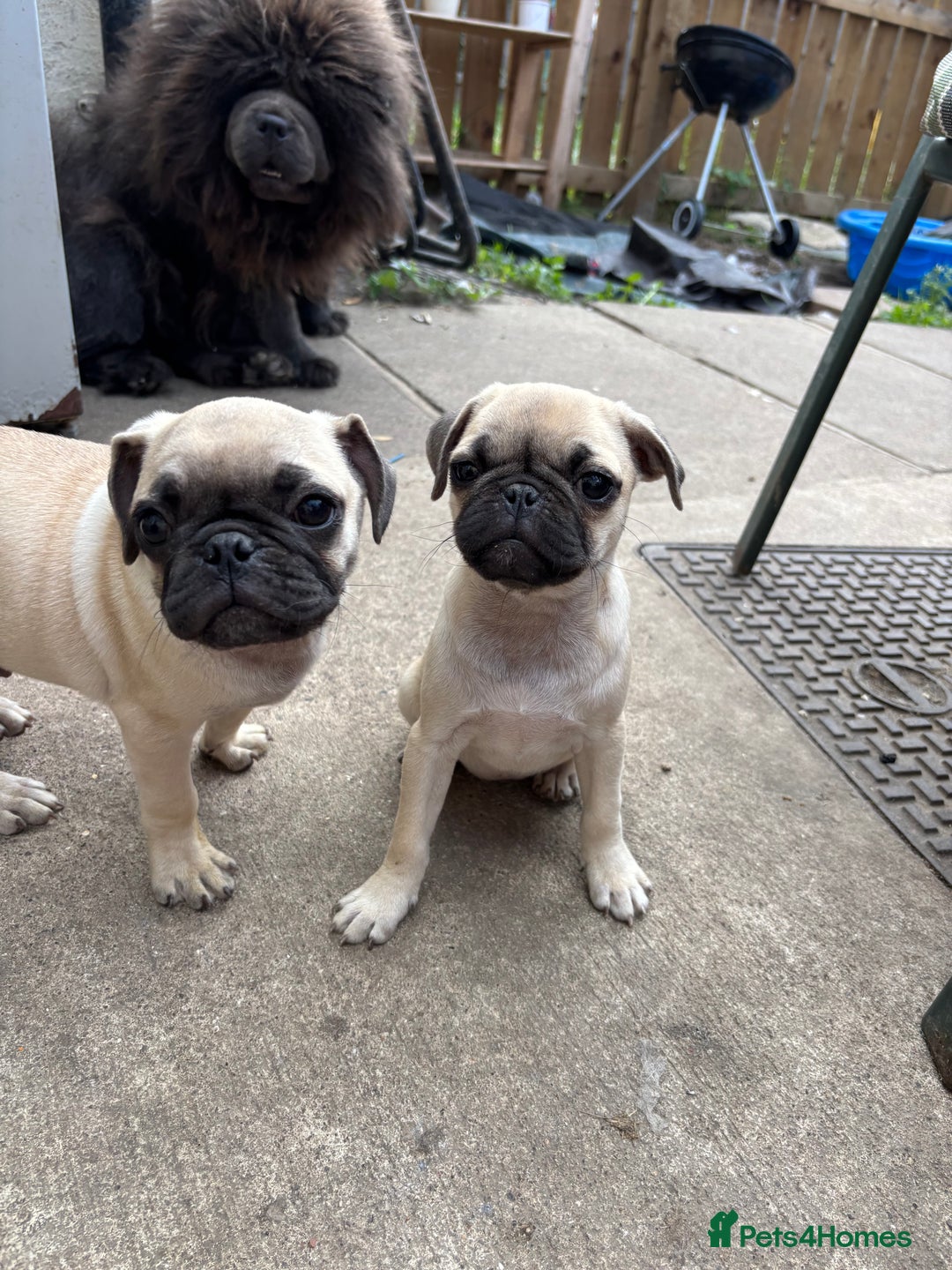 Pug dogs for sale: One pug pup - Image 3