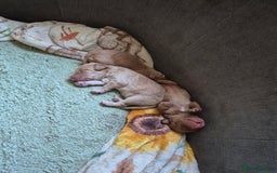 Cockapoo dogs for sale: Beautiful fb1 cockerpoos - Image 6
