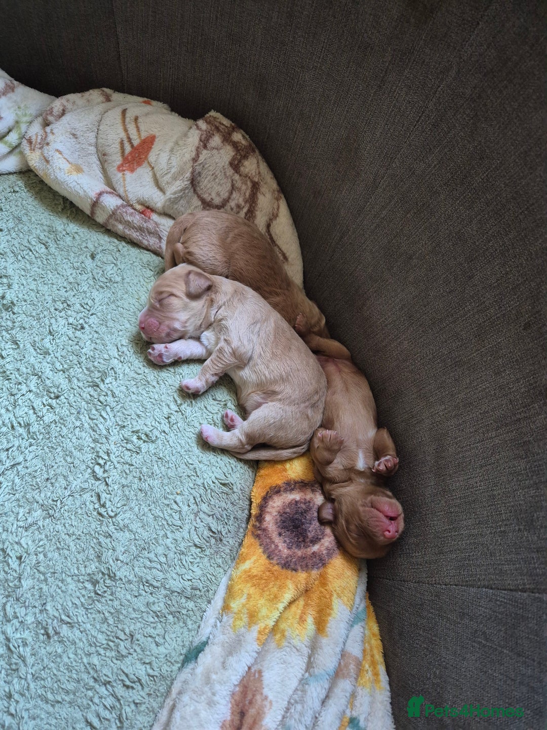 Cockapoo dogs for sale: Beautiful fb1 cockerpoos - Image 6