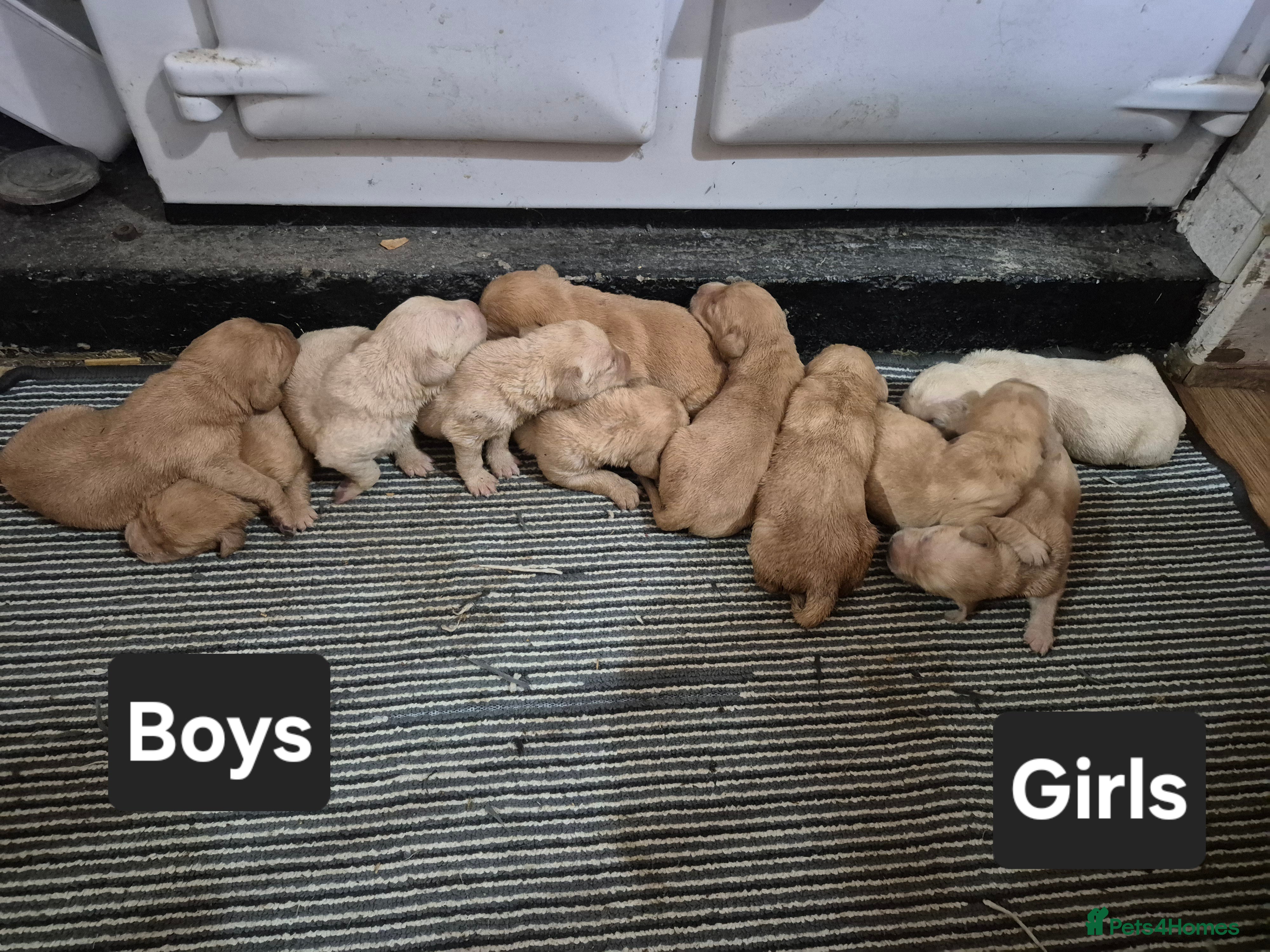Labrador Retriever dogs 🐾 Labrador Puppies – Fox Red & Golden 🐾 - Advert 2