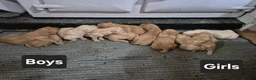 Labrador Retriever dogs for sale: 🐾 Labrador Puppies – Fox Red & Golden 🐾 - Advert 2