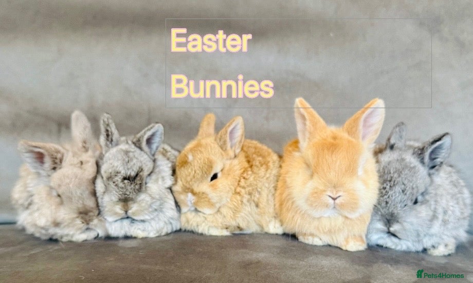 Mixed Breed rabbits Ready 34STER WEEKEND beautiful well handled babies - Advert 8