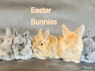 Mixed Breed rabbits Ready 34STER WEEKEND beautiful well handled babies - Advert 8