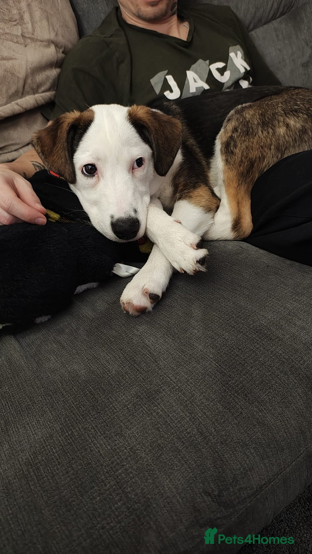 Mixed Breed dogs for sale: Nelly.. husky x German shepherd 6 months old  - Advert 3