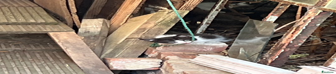 Male 2