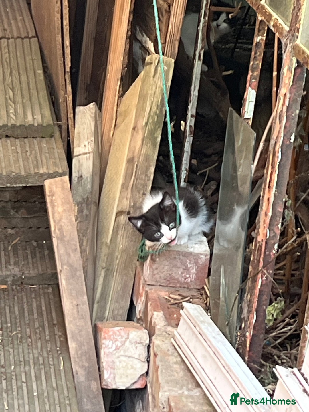 Mixed Breed cats for sale: KITTENS 🌈🐱 - Image 10
