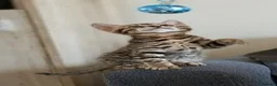 Bengal cats for sale: Stunning Bengal Kittens – Reservations Now Open in Woodford Green - Advert 2